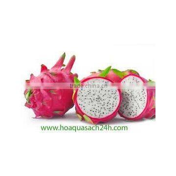 Vietnam Dragon Fruit with high quality and Best Price