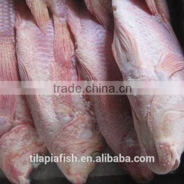 good quality tilapia fingerlings