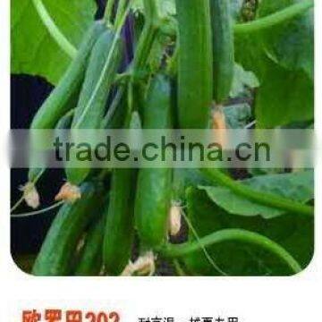 Oversummering High Temperature Resistant Hybrid Cucumber Seeds For Cultivation-Europa 202