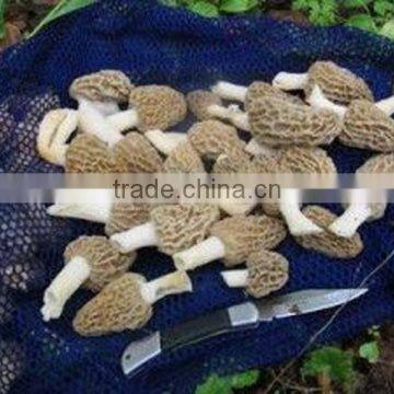 Detan Dried Morels ,whole ,slices, photo-2