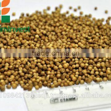 CORIANDER