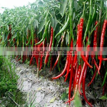 All Kinds Of Green /Red Hot Pepper Seeds Hot Chilli Seeds Vegeatable Seed for Sale photo-3