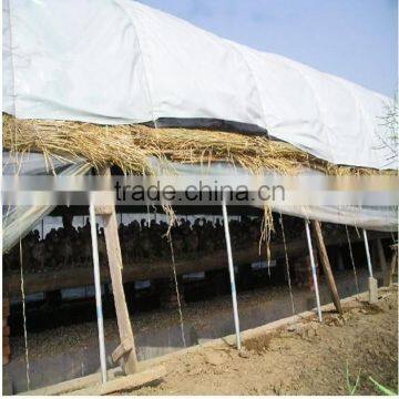 200mic Black and white PE greenhouse film for Poultry cultivation