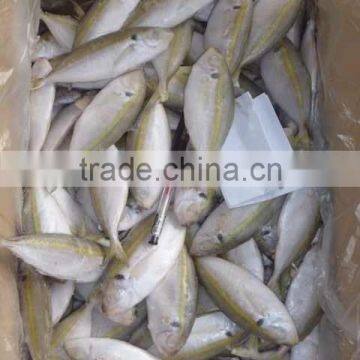 Gold line horse mackerel