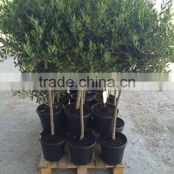 Olea Europaea photo-2