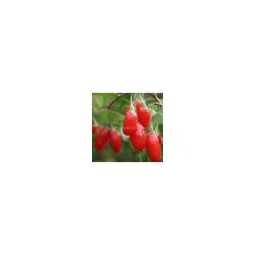 Goji(Wolf) Berry Powder-Polysaccharides