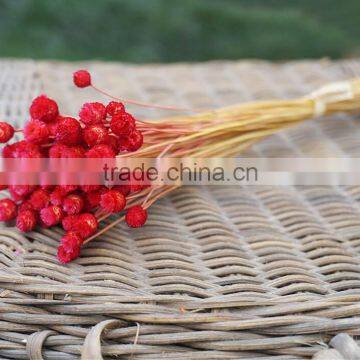 Dried Natural Small Mini Flower Brazilian Art Artificial Dried Flower Home Decoration photo-5
