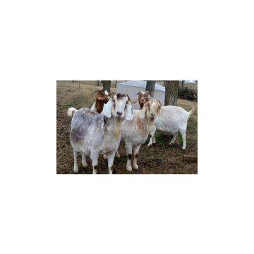 Saanen and Anglo Nubian Buck Goats for Sale (High Quality Milk Production)