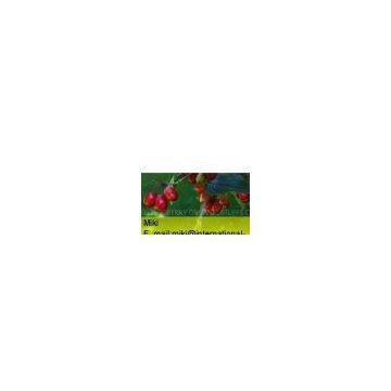 Cornus Officinalis Extract