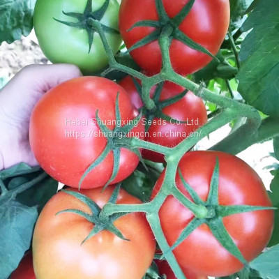 Chinese Vegetable Seeds Tomato Seed for Greenhouse f1 Tomato Seeds photo-3