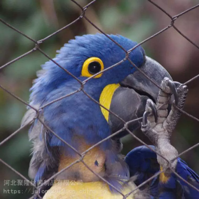 Lightweight Stainless Steel SUS304 316 316L Macaw Aviary Wire Netting Plain Weave Bird Aviary Mesh Panels for Zoo