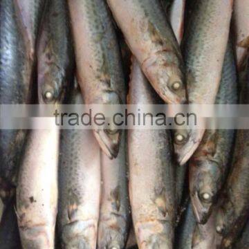 FAO 61 Japanese Mackerel Fish photo-5