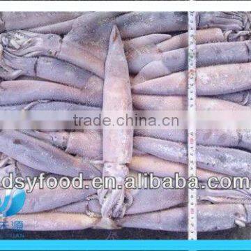 WR Illex Squid