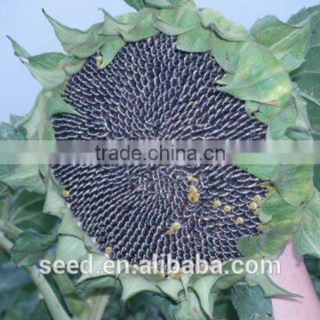 chinese cheap sunflower seeds for sale S809