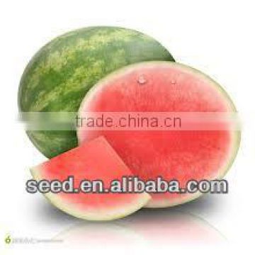 WZ Chinese seedless hybrid watermeln seed