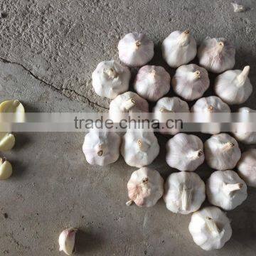 2016 Garlic Product Normal Garlic Price