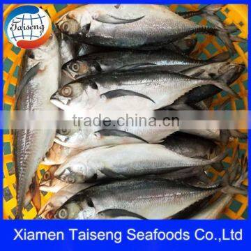 High Quality Seafood Frozen Hard Tail Scad Size 150-250g