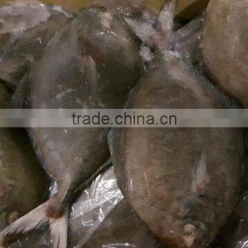 Frozen Black Pomfret Whole Round photo-3