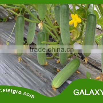 High Yield F1 Hybrid Cucumber Seed - GALAXY 04