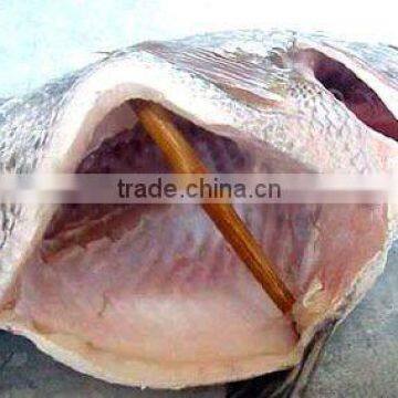 Frozen whole round clean gutted & scaled tilapia