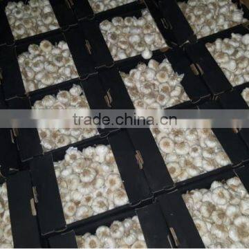 DRY GARLIC