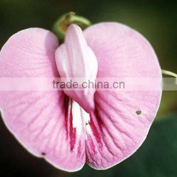 Clitoria Herbs