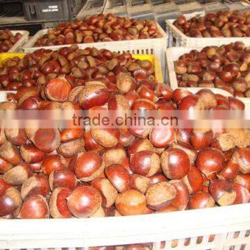 Fresh Chestnut