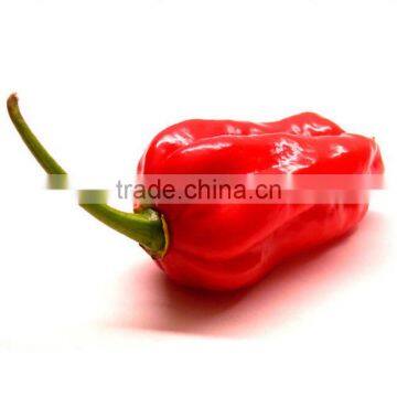 Creative products Pickled jalapeno top selling products in alibaba