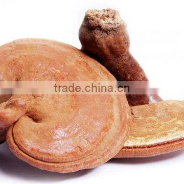 Efficient Reishi Mushroom Extract Powder