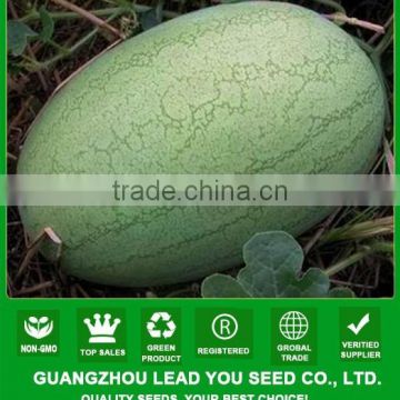 MW04 Xinbao high resistance desease oval hybrid watermelon seeds for open air