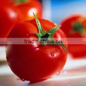 High resistant Excellent firmness Moneymaker Tomato Seeds in Vegetable and Fruit Seeds