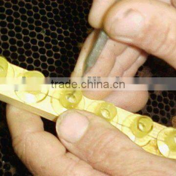 Zhuoyu-fresh Freezing Royal Jelly photo-4