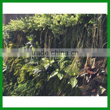 FO-GW018 Outdoor Green Plant Wall for Decor photo-2
