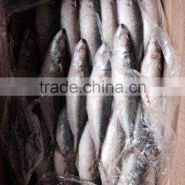 AAA QAULITY Frozen PACIFIC Mackerel photo-5