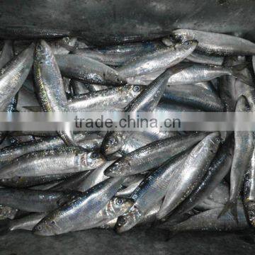 Hot Sale Superior Quality Sardine for Bait on Sale photo-4