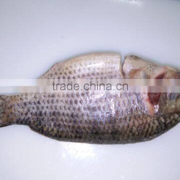 Tilapia/pangasius/swai Fish/ Basa Fish/ Mackerel/ Sardine/ Hilsha/ Rohu/fish/catfish/pomfret/tuna/round Scad/ Tilapia/ photo-2
