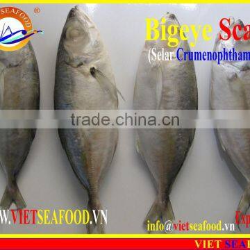 FROZEN BIGEYE SCAD WHOLE ROUND photo-6