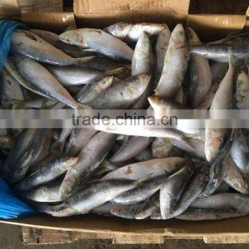 New Fresh Land Frozen Delicious Trawling Sardina photo-2