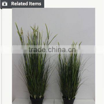 Natural Green Papyrus Scirpus Validus Potted Onion Grass photo-5