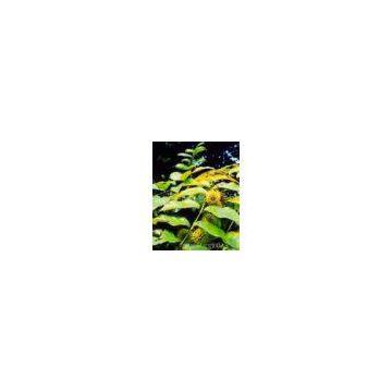 Gambir Extract（rossonl@huacheng-biotech.com）