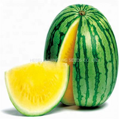 Golden Orchid Small Seedless Yellow Flesh Watermelon Seeds