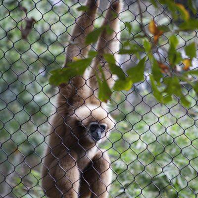 Stainless 304 316 Steel Wire Rope Mesh/ Zoo Rope Mesh With High Quality for Sale