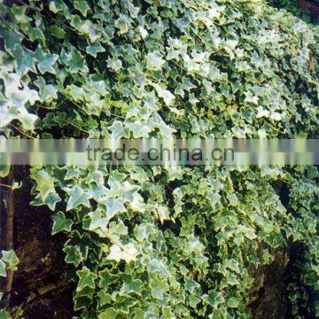 High quality stylish ivy garland-lace