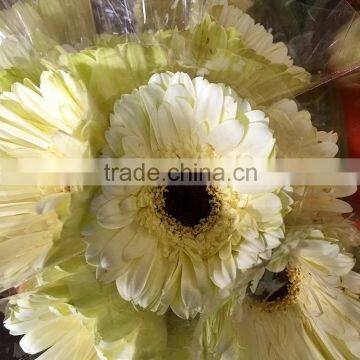 Fresh Dalma promotional fresh cut flower gerbera