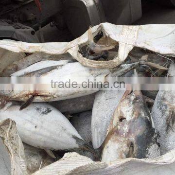 SkipJack Tuna ,stripe Tuna