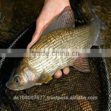 200M 0.04mm ULTRA THIN PE 3 Braided Fishing Line 100% Made in Germany Smooth Strong Round Mega-3-braid photo-5