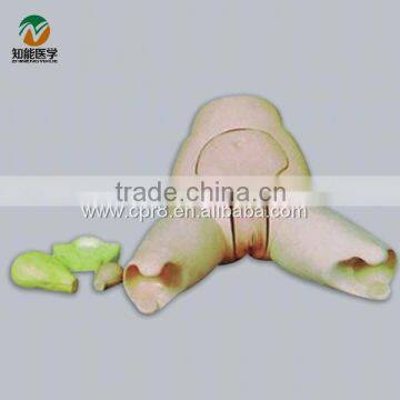 BIX-F31 Advanced Uterus Fundus Examination and Evaluation Model