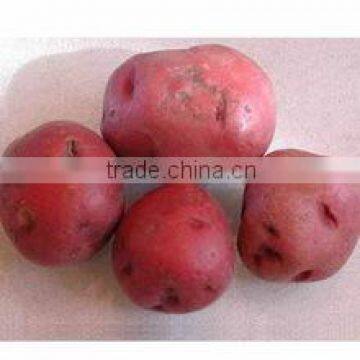 Red Potato High Quality