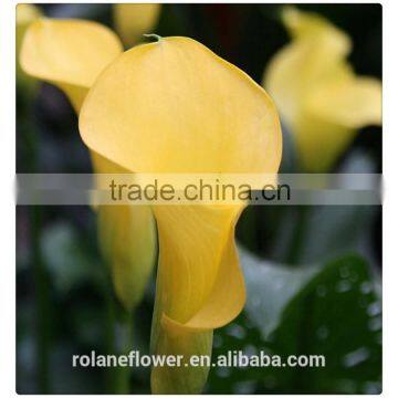 high Quality selling china natural cut yellow color calla lilies from kunming YUNNAN