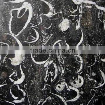 China Gangsaw Slab Polished Surface 2cm Thickness Cheap Sea Shell Black Marble                        
                                                Quality Choice